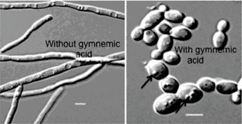 Image: Gymnemic acids prevent C. albicans yeast-to-hyphal transition and hyphal growths. Scale bars: five micrometers (Photo courtesy of Kansas State University).